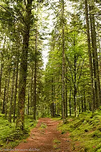 Wanderweg durch den Stuckwald zum Mathisleweiher