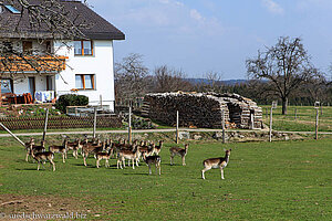 Sika-Wild bei Burg