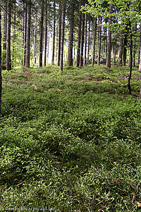 Nadelmischwald nahe Notschrei