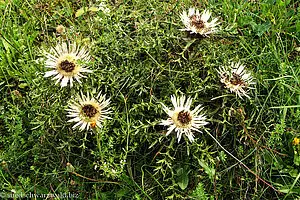 Silberdistel am Wegesrand