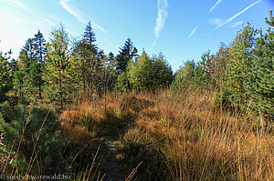 Mystischer Pfad oberhalb Tonbach