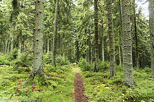 Hochfirstweg zwischen Turm und Schanze