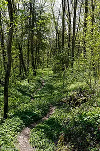 Wanderweg von Blumegg zu den Wutachflühen