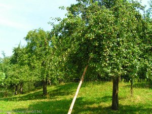Apfelbäume im Eschbacher Tal