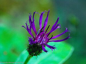 Berg-Flockenblume (Centaurea montana)