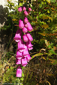 Roter Fingerhut (Digitalis purpurea)