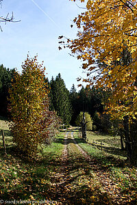 Wiesen- und Waldweg bei Lindau