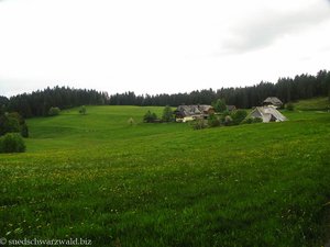 Wiese zwischen Lehenkopf und Klosterweiher