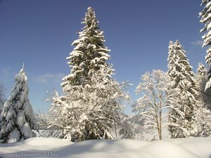 verschneite Tannen im Hochschwarzwald