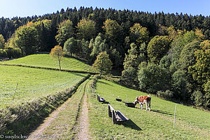 Wanderweg zwischen dem Rigi-Pavillon und der Russenbuche