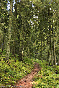 Wanderweg von Neustadt auf den Hochfirst