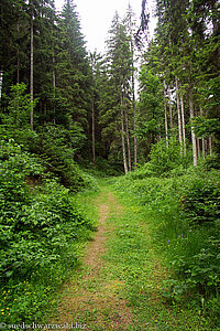 Wanderweg zwischen dem Erlenbachtal und Schlüchtsee