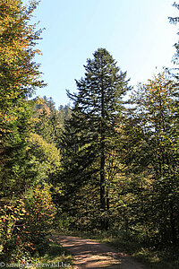 Wanderweg vom Balzer Herrgott zur Hexenlochmühle