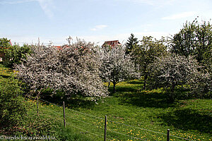 Obstgarten in Tiefernhäusern