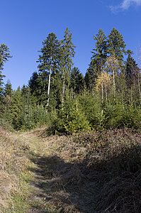 der Baiersbronner Panoramasteig oberhalb des Felsens