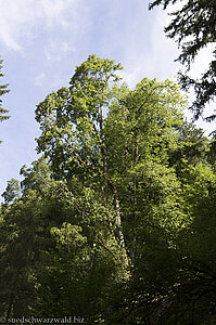 Blick in die Baumkronen