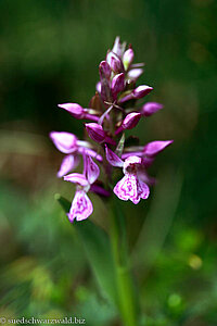 Kleines Knabenkraut (Orchis morio)