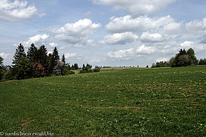 Wiese unterhalb von Höchenschwand