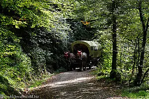 Pferdegespann auf der alten Murgtalstraße